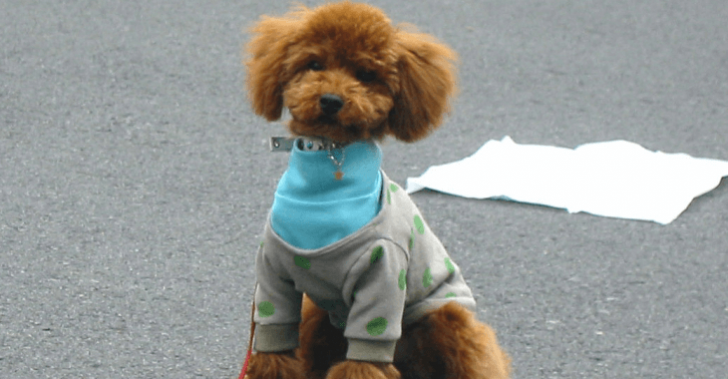 犬のおしっこ 水