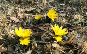 2016-02-13 早春の昭和記念公園        