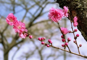 2017年お花見のひとコマ