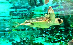 鴨川シーワールド2016年10月30日