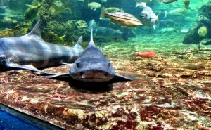 鴨川シーワールド2016年10月30日