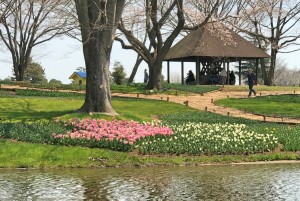 2017-4-5昭和記念公園