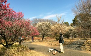 2016-02-13 早春の昭和記念公園        