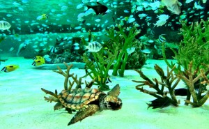 鴨川シーワールド2016年10月30日