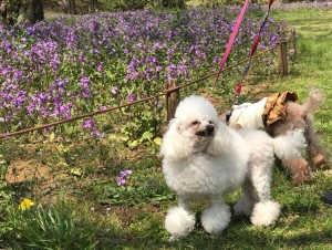 2017-4-5昭和記念公園