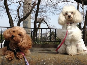 2013-03-2310-40-16撮影昭和記念公園       