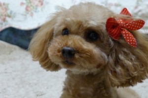 2013年3月30日20-43-14 撮影           