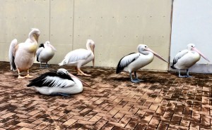 鴨川シーワールド2016年10月30日