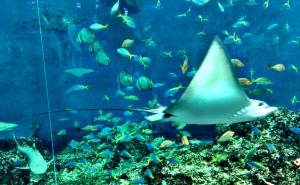 2016-10-30 鴨川シーワールド