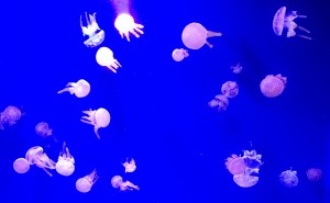 鴨川シーワールド2016年10月30日