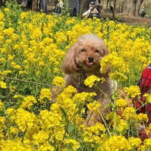 2017-4-5昭和記念公園