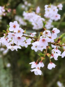 2017年の桜
