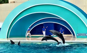 鴨川シーワールド2016年10月30日