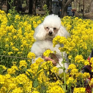 2017-4-5昭和記念公園