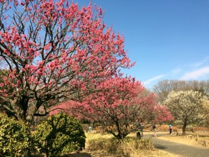 2016-02-13 早春の昭和記念公園       