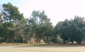 2016-02-13 早春の昭和記念公園        
