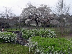 奥多摩  2016年4月17日