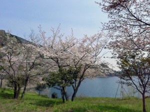 奥多摩  2016年4月17日   